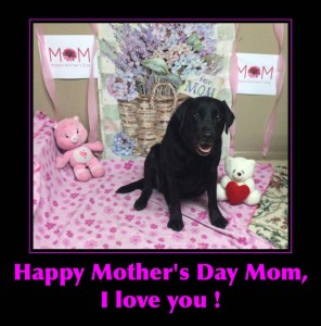 Mollys Country Kennels Mothers Day 2