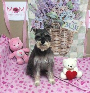 Mollys Country Kennels Mothers Day 3