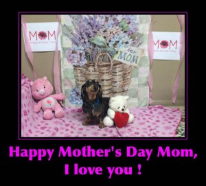 Mollys Country Kennels Mothers Day 5