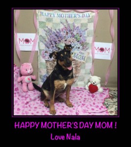 Mollys Country Kennels Mothers Day 6
