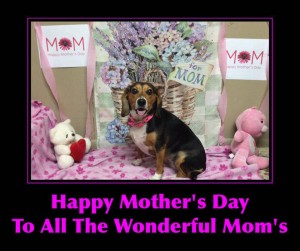 Mollys Country Kennels Mothers Day 7