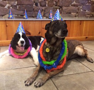 Mollys Country Kennels Pet BIrthday Parties 9