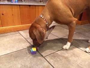 Mollys Country Kennels Pet Birthday Parties 11
