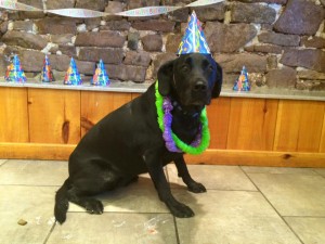 Mollys Country Kennels Pet Birthday Parties 12