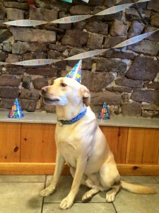 Mollys Country Kennels Pet Birthday Parties 13
