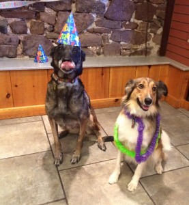 Mollys Country Kennels Pet Birthday Parties 14