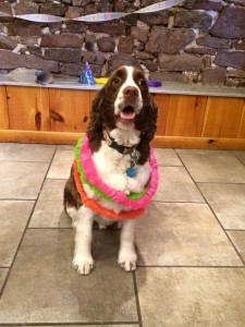 Mollys Country Kennels Pet Birthday Parties 15