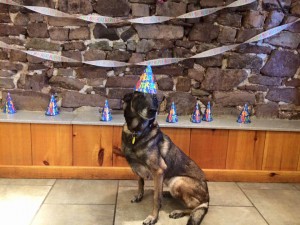 Mollys Country Kennels Pet Birthday Parties 16