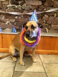 Mollys Country Kennels Pet Birthday Parties 2