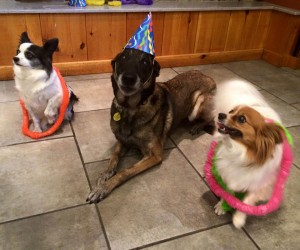 Mollys Country Kennels Pet Birthday Parties 5 