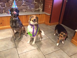 Mollys Country Kennels Pet Birthday Parties 6
