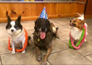 Mollys Country Kennels Pet Birthday Parties 7