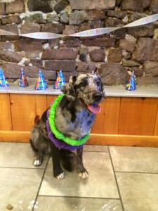 Mollys Country Kennels Pet Birthday Parties 8