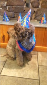 Mollys Country Kennels Pet Birthday Party 1