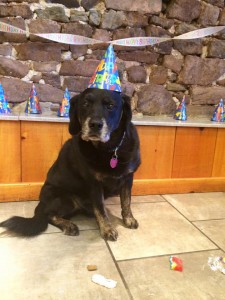 Mollys Country Kennels Pet Birthday Party 3