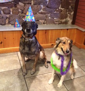Mollys Country Kennels Pet Birthday Party 5