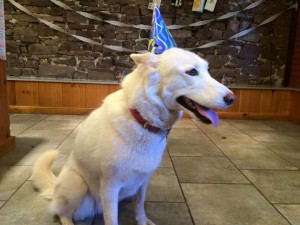 Mollys Country Kennels Pet Birthday Party 6