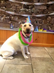 Mollys Country Kennels Pet Birthday Party 7