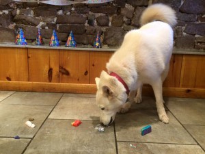 Mollys Country Kennels Pet Birthday Party 8