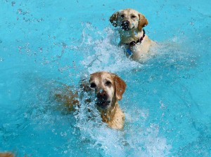 Mollys Country Kennels Pool 1