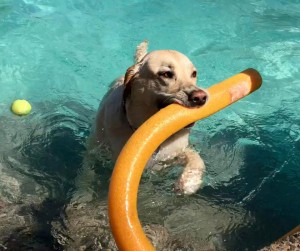 Mollys Country Kennels Pool 10