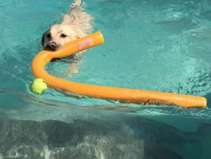 Mollys Country Kennels Pool 11