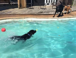 Mollys Country Kennels Pool 12