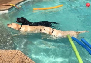 Mollys Country Kennels Pool 13