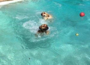 Mollys Country Kennels Pool 14