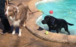 Mollys Country Kennels Pool 15