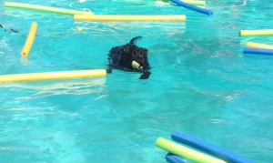 Mollys Country Kennels Pool 16