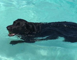 Mollys Country Kennels Pool 17