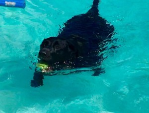 Mollys Country Kennels Pool 18