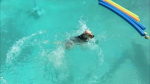 Mollys Country Kennels Pool 19