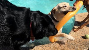 Mollys Country Kennels Pool 20