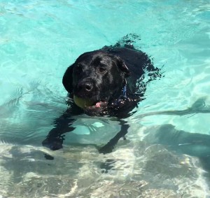 Mollys Country Kennels Pool 21