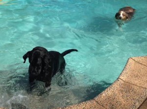 Mollys Country Kennels Pool 22