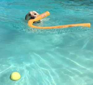 Mollys Country Kennels Pool 23