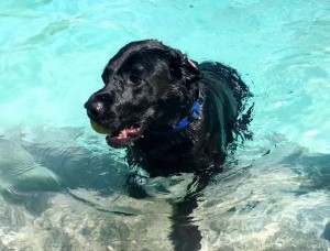 Mollys Country Kennels Pool 24