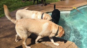 Mollys Country Kennels Pool 26