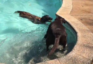 Mollys Country Kennels Pool 27