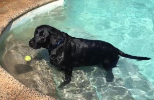Mollys Country Kennels Pool 29