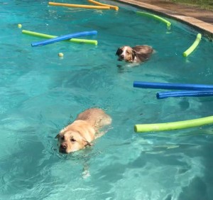Mollys Country Kennels Pool 30