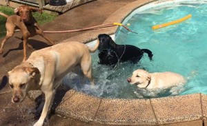 Mollys Country Kennels Pool 31