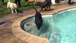 Mollys Country Kennels Pool 32