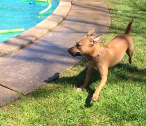 Mollys Country Kennels Pool 33