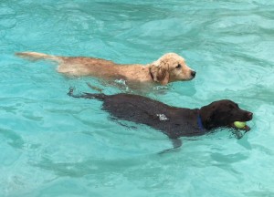 Mollys Country Kennels Pool 39