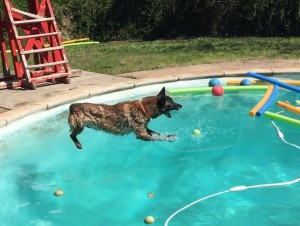 Mollys Country Kennels Pool 6