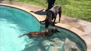 Mollys Country Kennels Pool 7